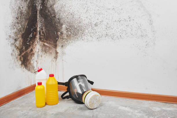 Best Commercial Mold Removal  in Westwood Lakes, FL