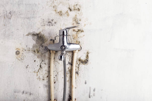 Best Fast Mold Removal  in Westwood Lakes, FL