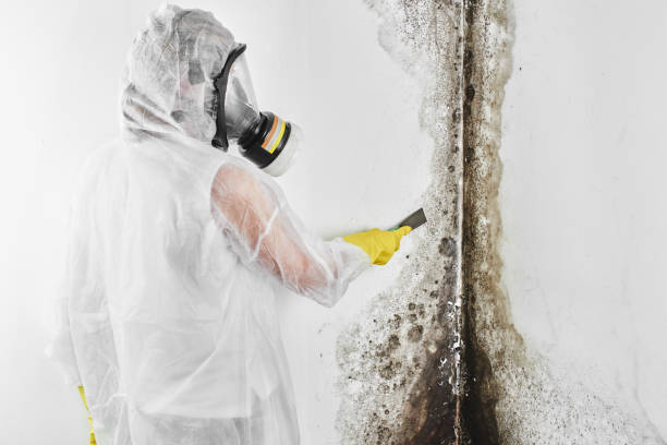Best Certified Mold Removal  in Westwood Lakes, FL