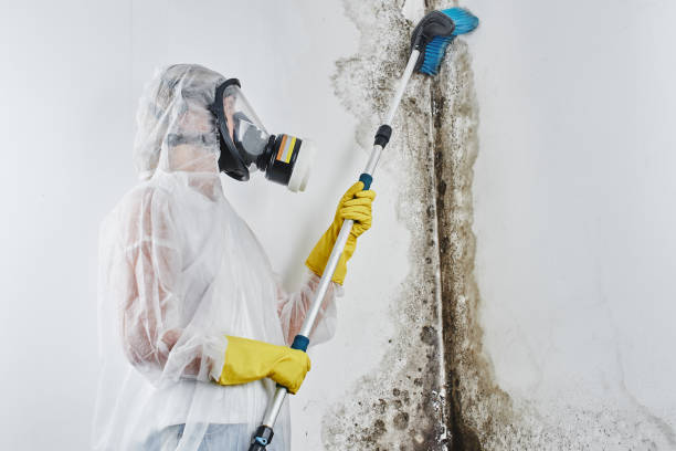 Best Residential Mold Removal  in Westwood Lakes, FL