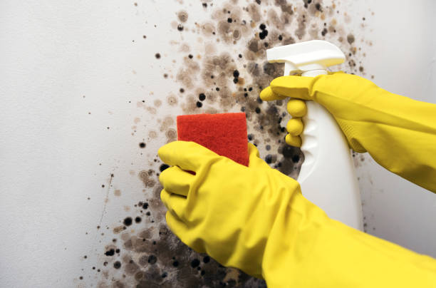 Best Mold Damage Repair  in Westwood Lakes, FL