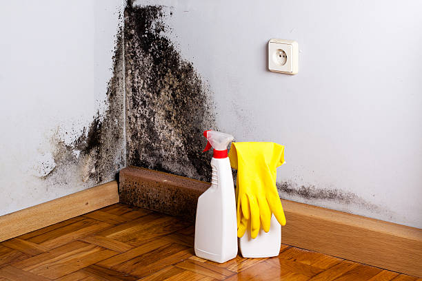 Mold Removal and Inspection in Westwood Lakes, FL