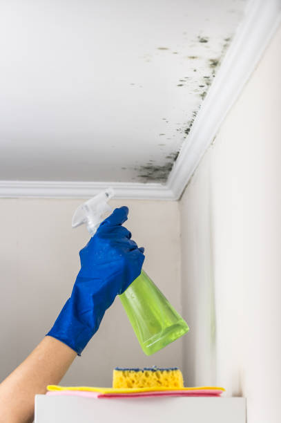 Best Mold Damage Repair  in Westwood Lakes, FL